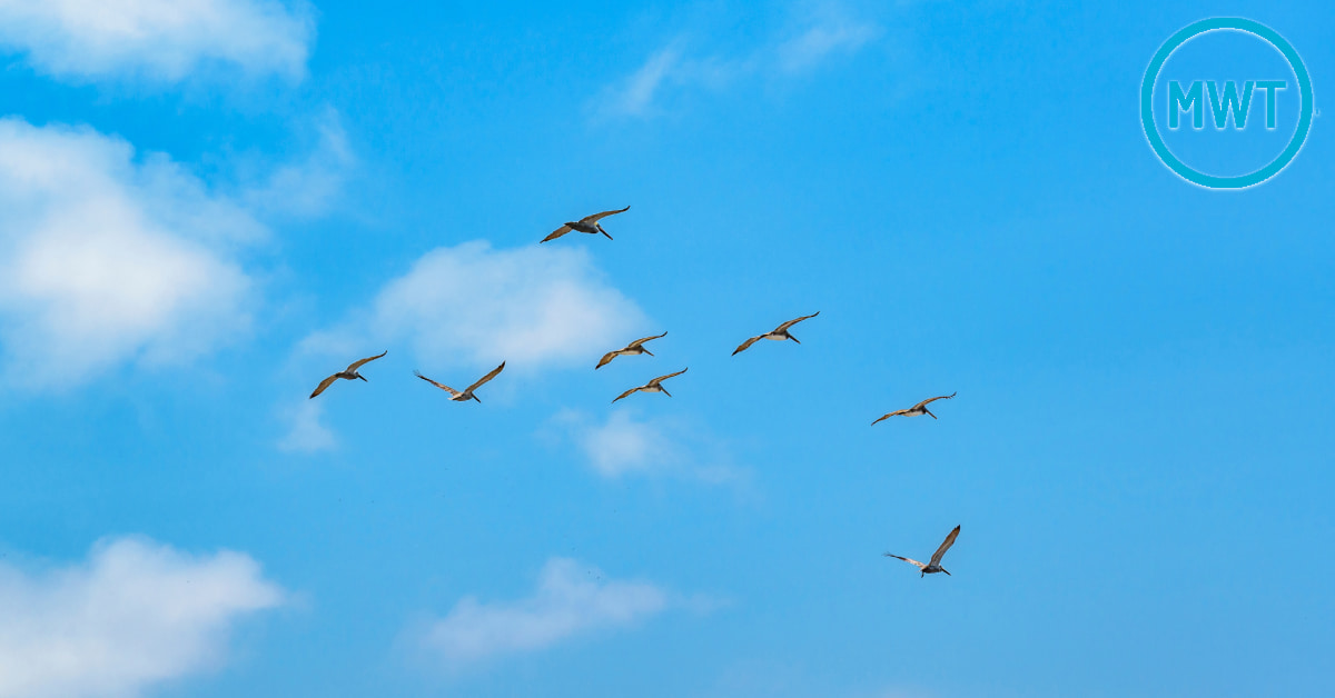 Can You Tint Windows to Prevent Bird Strikes?